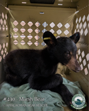 Adopt a Cub