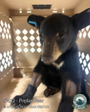 Adopt a Cub