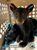 Adopt a Cub